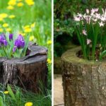 Primroses bloom earlier in stumps - they receive more sun and are located higher from the cold ground