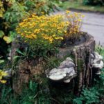 Chornobrivtsy - unpretentious flowers with a long flowering period