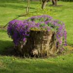 On a high stump, hanging flowering whips look great