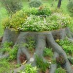 Powerful roots are painted, soil is also poured between them and plants are planted