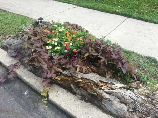 Very interesting compositions are obtained from a rotten deck.