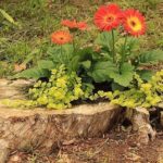 In low stumps, several plants with decorative foliage and one or two flowers with large bright flowers are planted