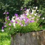 You can plant petunias in a stump pot. In tall ones, ampelous look better