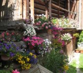 An abundance of flowers will brighten any landscape or home