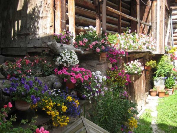 An abundance of flowers will brighten any landscape or home