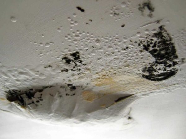 Fungus isn't just not a surface. His spores inside the wall