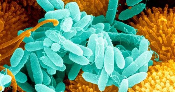 Bacteria need to create optimal conditions for life