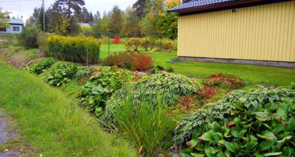 So that the edges of the ditch are not sprinkled, it can be planted with moisture-loving plants with a powerful root system