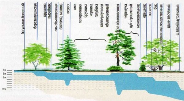 Determine the depth of groundwater by plants