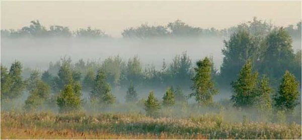 The accumulation of fog can determine the presence of water underground