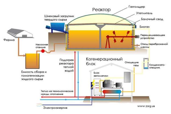 Organization of a cycle for processing manure and plant waste into biogas