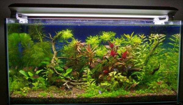 The right lighting for an aquarium needs to be matched in many ways.
