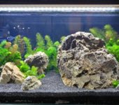 Proper aquarium lighting should provide enough light, but too much light is also harmful.
