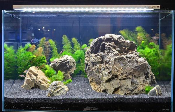 Proper aquarium lighting should provide enough light, but too much light is also harmful.