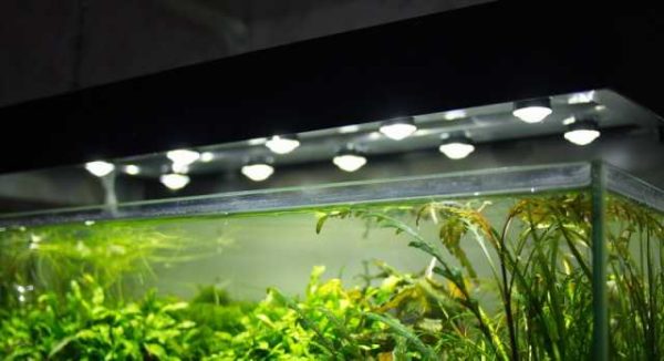 An example of using LEDs to illuminate an aquarium