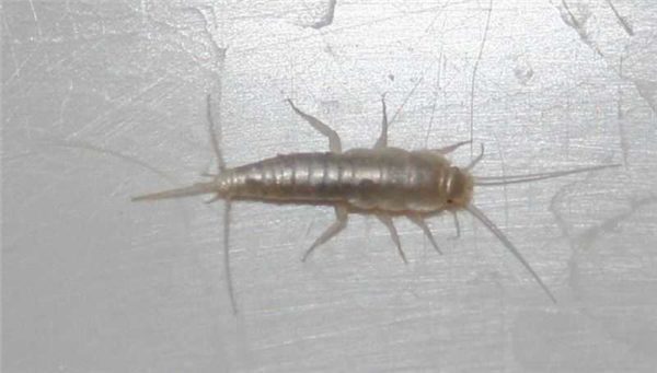 One of the most common insects in the bathroom is silverfish.