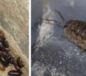 These insects in the bathroom are frequent guests. Woodlice are called