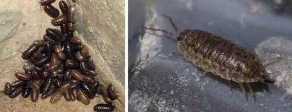 These insects in the bathroom are frequent guests. Woodlice are called