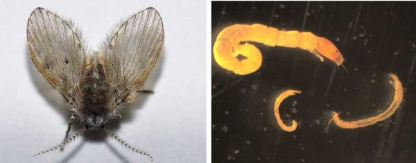 Butterfly and her larvae (greatly enlarged)