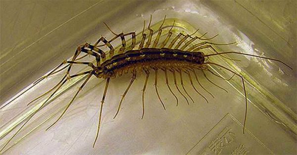 These insects in the bathroom hunt