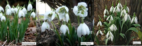 Snowdrops are the earliest flowers to give