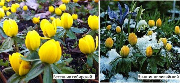 Spring flowers for summer cottages - unpretentious, wintering outdoors
