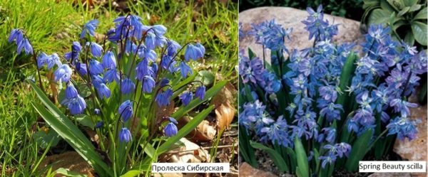 Another species of snowdrops, Scylla, blooms blue