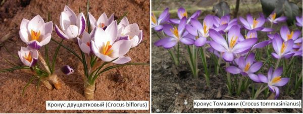 Spring flowers for a summer residence - crocuses of different types