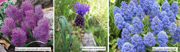 There are very cute and original muscari varieties