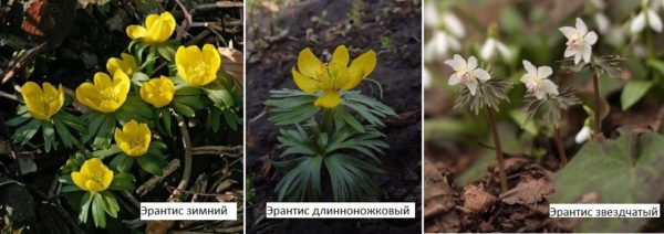 Looks decorative when planted in a rabatka, on stones