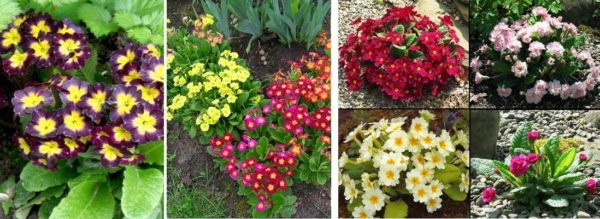 Primroses are very numerous. There are a lot of shapes, types, colors