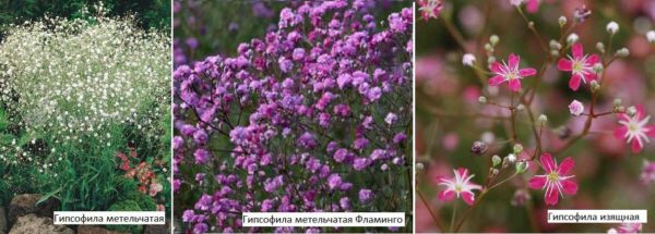 Gypsophila is also called kachim, gypsum, tumbleweed