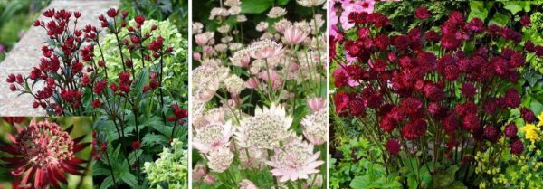Astrantia - beautiful flowers blooming all summer for a summer residence