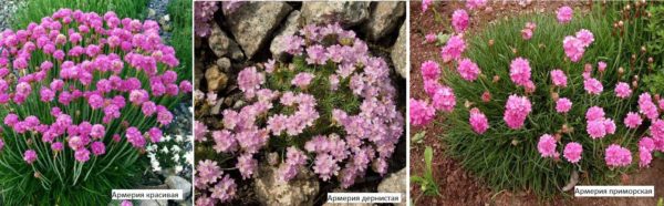 Armeria is an excellent decoration for any flower bed, rockery, rock garden