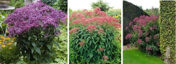 Skeleton - tall perennial plant blooming all summer