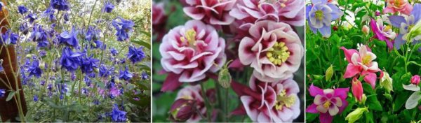 Aquilegia (catchment) is another summer with very beautiful flowers