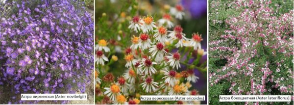 Perennial asters - an autumn flower for a summer residence