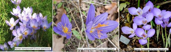 Autumn crocuses are one of the most interesting options for rockeries, rabatka