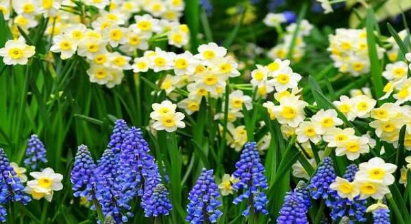 Spring flowers - traditional and not so