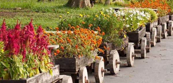 Autumn flowers for a summer residence are not so numerous