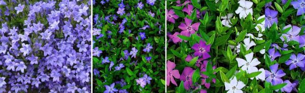 Periwinkle - not only creeping plants