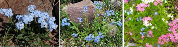 The cute charm of forget-me-not will decorate the flower bed
