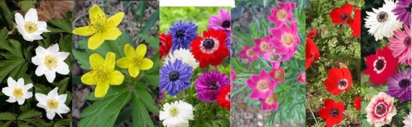 Anemones - a huge number of colors, shapes
