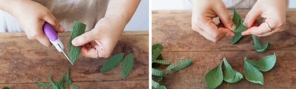 Making the leaves that grow from the bottom of the flower calyx