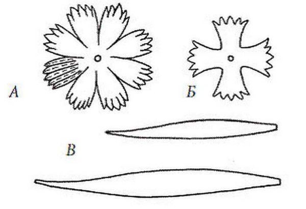 If you want to make it very similar to the real one (A - a pattern for a blossoming flower, B - for a bud)