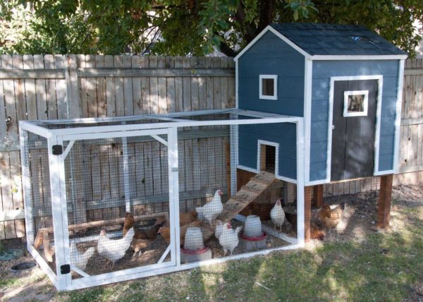 A beautiful chicken coop for 10-20 chickens can not be hidden in the backyard