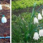 If fresh flowers have not bloomed yet ...