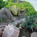 Iguana on a stone slide ...