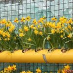 Multi-storey vertical flower garden with daffodils