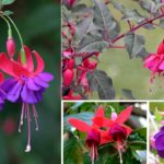 This is the fuchsia flower and the most reasonable thing is to spy on the combinations from nature